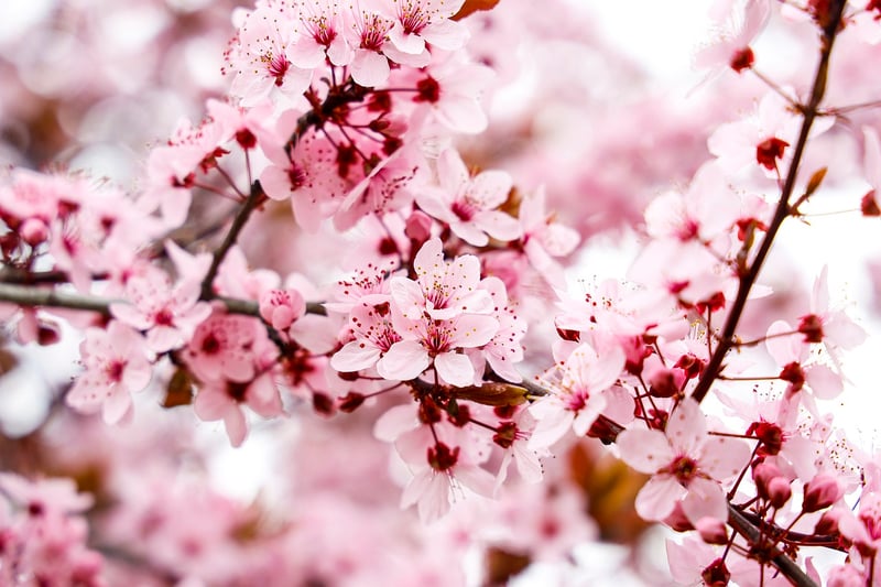 Almonds